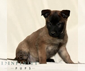 Belgian Malinois Puppy for sale in RONKS, PA, USA