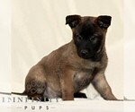 Small Photo #1 Belgian Malinois Puppy For Sale in RONKS, PA, USA