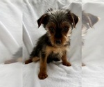 Small #4 Yorkshire Terrier
