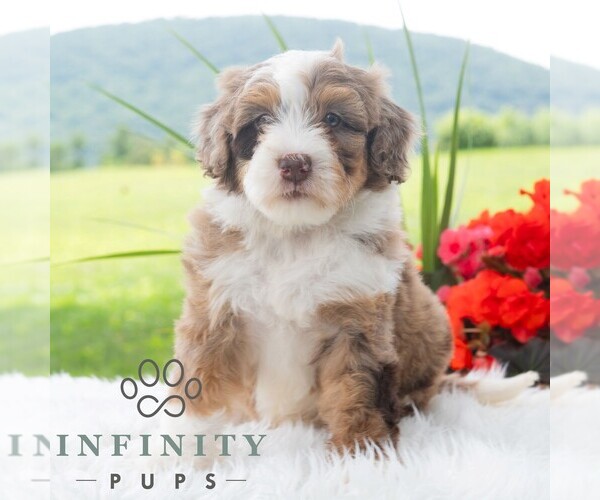 Medium Photo #5 Bernedoodle (Miniature) Puppy For Sale in NEWPORT, PA, USA