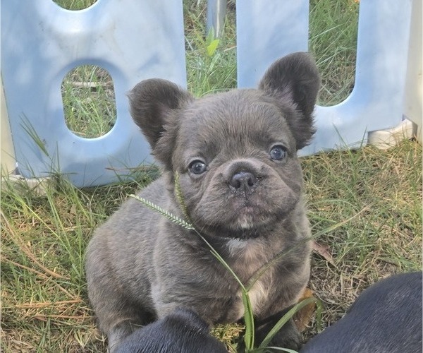 Medium Photo #3 French Bulldog Puppy For Sale in COLUMBUS, GA, USA