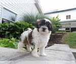 Puppy Violet Maltipoo