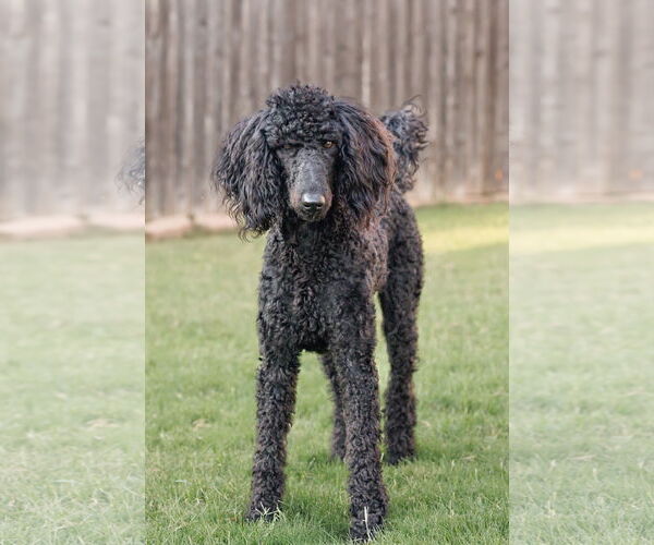 Medium Photo #6 Poodle (Standard) Puppy For Sale in McKinney, TX, USA