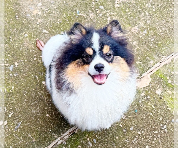 Medium Photo #1 Pomeranian Puppy For Sale in DAWSONVILLE, GA, USA