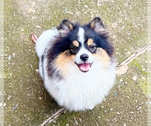 Medium Pomeranian