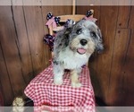 Small Photo #75 Bernedoodle (Miniature) Puppy For Sale in BLACK FOREST, CO, USA