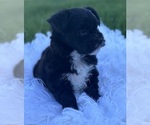 Small #2 Morkie
