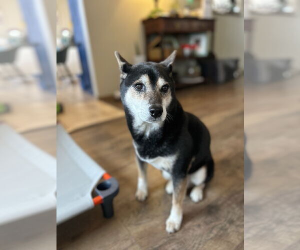 Medium Photo #2 Shiba Inu-Unknown Mix Puppy For Sale in Fort Collins, CO, USA