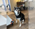 Small #1 Shiba Inu Mix