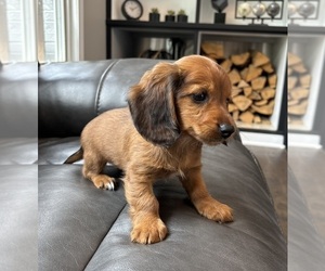 Dachshund Puppy for sale in FRANKLIN, IN, USA