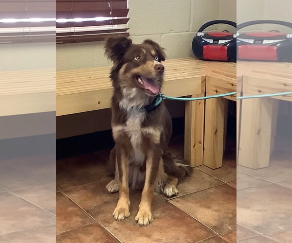 Medium Photo #2 Australian Shepherd Puppy For Sale in Amarillo, TX, USA