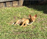 Small #15 Chihuahua
