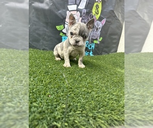 French Bulldog Puppy for sale in SAN DIEGO, CA, USA