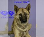 Small #1 German Shepherd Dog