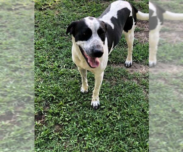 Medium Photo #1 Bluetick Coonhound Puppy For Sale in Fayetteville, NC, USA
