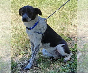 Mutt Dogs for adoption in Bandera, TX, USA