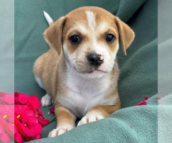 Medium Photo #3 Colonial Cocker Spaniel-Unknown Mix Puppy For Sale in San Diego, CA, USA
