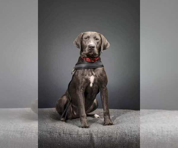 Medium Photo #2 Labrador Retriever-Unknown Mix Puppy For Sale in Palatine/Kildeer/Buffalo grove, IL, USA