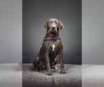 Small Photo #2 Labrador Retriever-Unknown Mix Puppy For Sale in Palatine/Kildeer/Buffalo grove, IL, USA