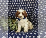 Small Photo #1 Poodle (Miniature) Puppy For Sale in NEW HOLLAND, PA, USA