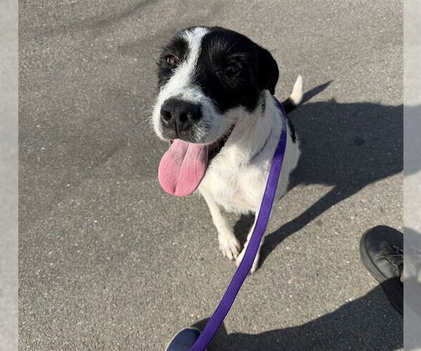 Medium Photo #2 Mutt Puppy For Sale in San Bernardino, CA, USA