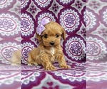 Small Photo #3 Cocker Spaniel-Poodle (Miniature) Mix Puppy For Sale in PEACH BOTTOM, PA, USA