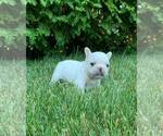 Small Photo #3 French Bulldog Puppy For Sale in WARSAW, IN, USA