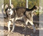 Small #1 Siberian Husky