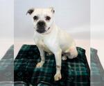 Small #2 Bulldog Mix