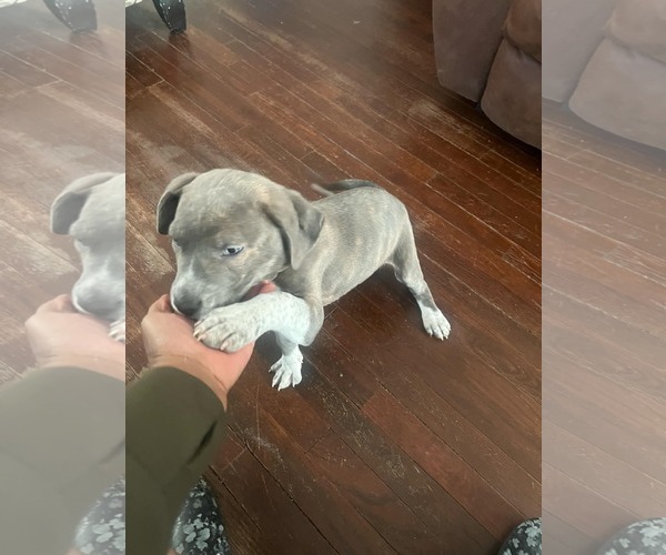 Medium Photo #22 Mountain Cur-Unknown Mix Puppy For Sale in Holly Springs, NC, USA