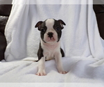Small #3 Boston Terrier
