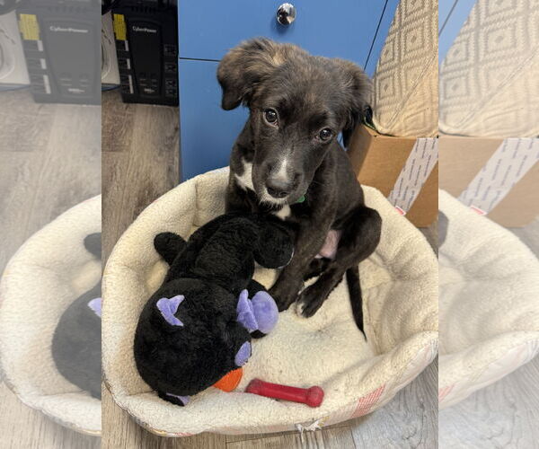 Medium Photo #4 Borador Puppy For Sale in Royal Palm Beach, FL, USA