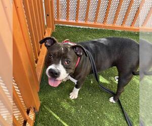 American Bulldog-Unknown Mix Dogs for adoption in Las Vegas, NV, USA