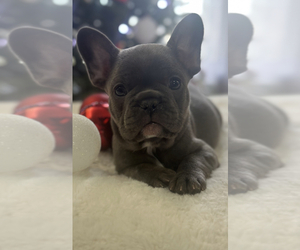 French Bulldog Puppy for sale in WEATHERFORD, TX, USA