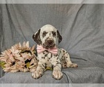 Small Photo #7 Dalmatian Puppy For Sale in QUARRYVILLE, PA, USA