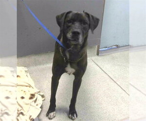 Labrador Retriever-Unknown Mix Dogs for adoption in Tallahassee, FL, USA