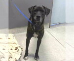 LOKI - Male Labrador Retriever-Unknown Mix Dog for Adoption - Small photo