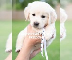 Small Photo #1 English Cream Golden Retriever Puppy For Sale in MURFREESBORO, TN, USA