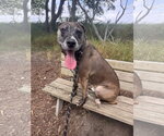 Small #2 Bullmastiff Mix