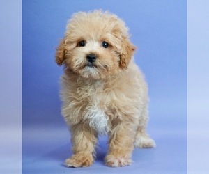 Maltipoo Dogs For Adoption Near Greenwood Indiana Usa Page 1 10 Per Page Puppyfinder Com