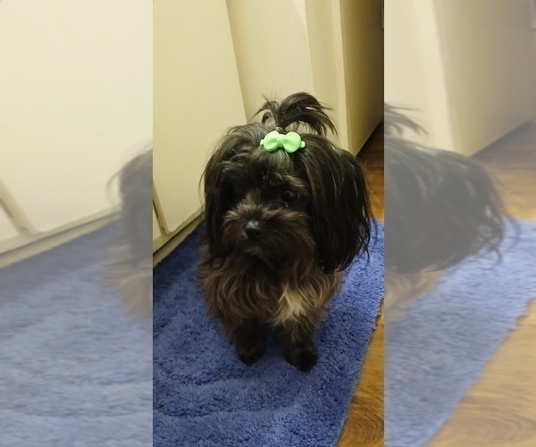 Medium Photo #1 Yorkshire Terrier Puppy For Sale in PERRY, GA, USA