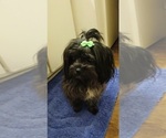 Small Photo #1 Yorkshire Terrier Puppy For Sale in PERRY, GA, USA