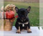Small #4 French Bulldog