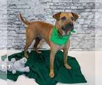 Small #2 Labrador Retriever Mix