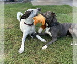 Small #3 Staffordshire Bull Terrier