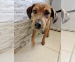 Small #3 Labrador Retriever-Redbone Coonhound Mix