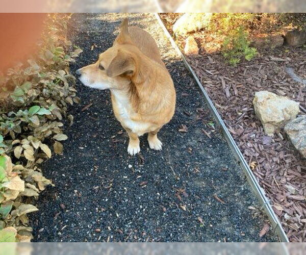 Medium Photo #5 Pembroke Welsh Corgi-Unknown Mix Puppy For Sale in Denver , CO, USA