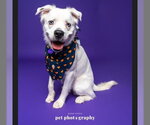 Small Photo #17 Great Pyrenees-Unknown Mix Puppy For Sale in Fargo, ND, USA