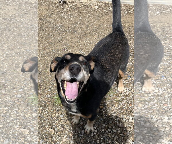 Medium Photo #2 Beagleman Puppy For Sale in Woodsfield, OH, USA