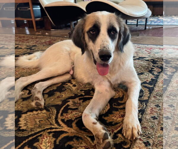 Medium Photo #7 Great Pyrenees Puppy For Sale in Dallas, TX, USA
